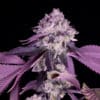 Jealousy (Sacred Terps)