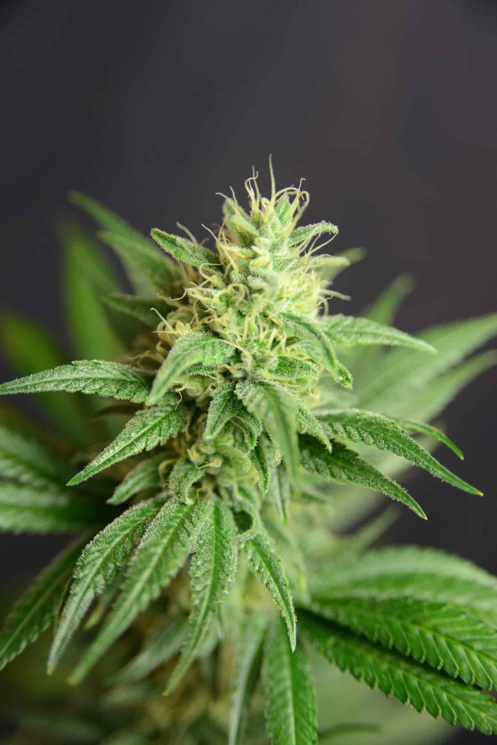 Jean Guy CBD