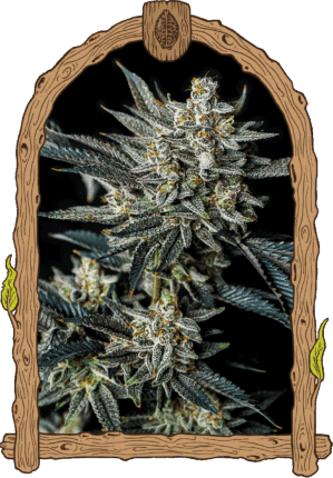Jelly Bananas Auto