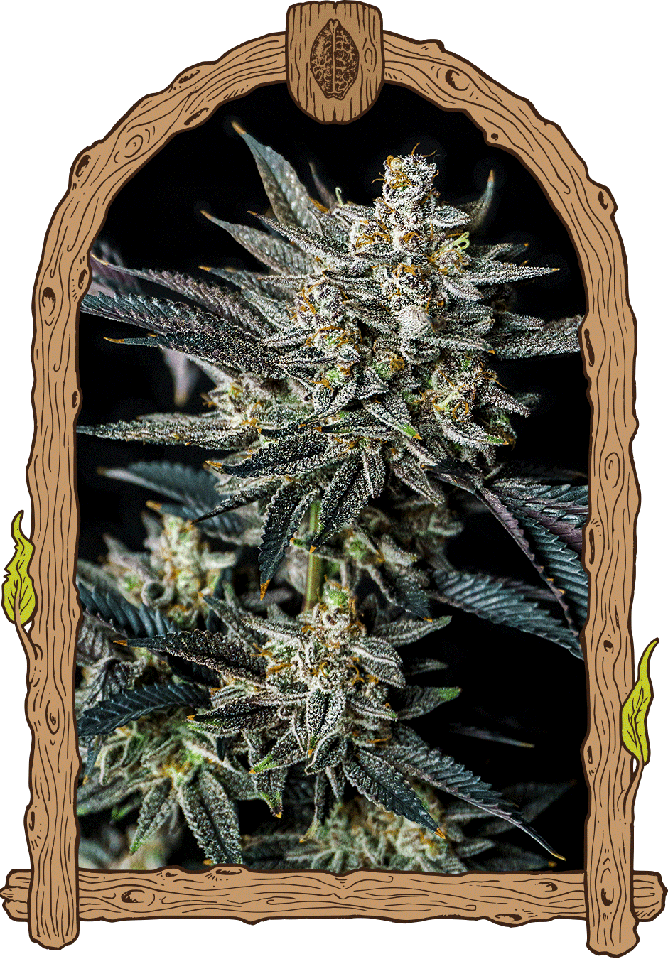 Jelly Bananas Auto