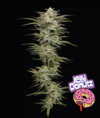 Jelly Donutz Auto