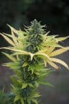 J. Hustle Auto
