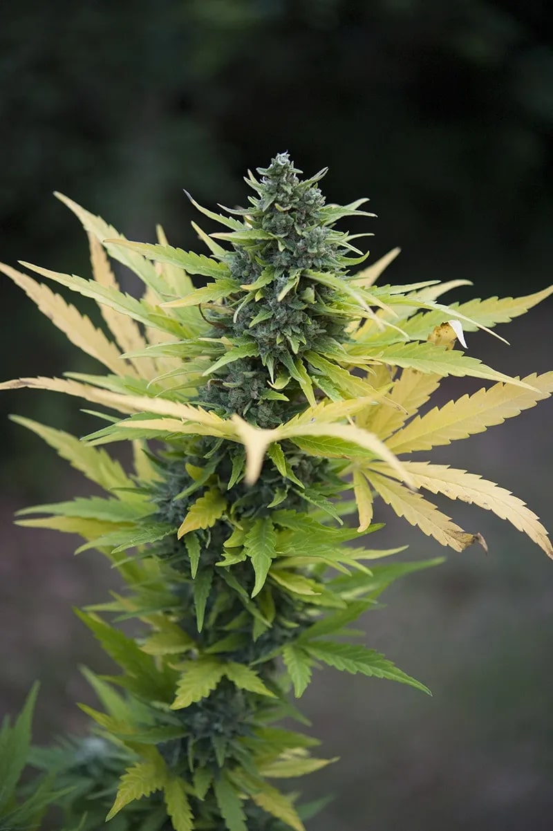 J. Hustle Auto