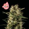 Juicy Zkittlez Auto