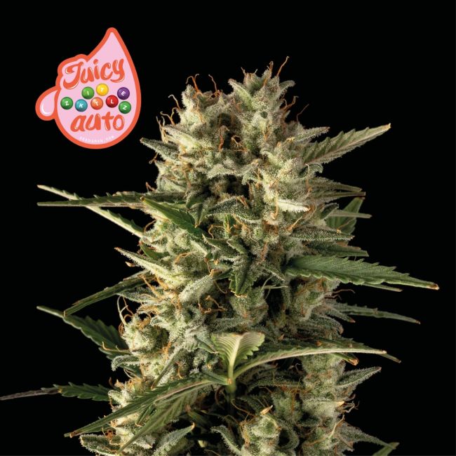 Juicy Zkittlez Auto