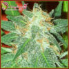 Jumping Black Dash Auto