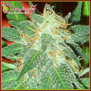 Jumping Black Dash Auto