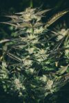 Jupiter OG Kush