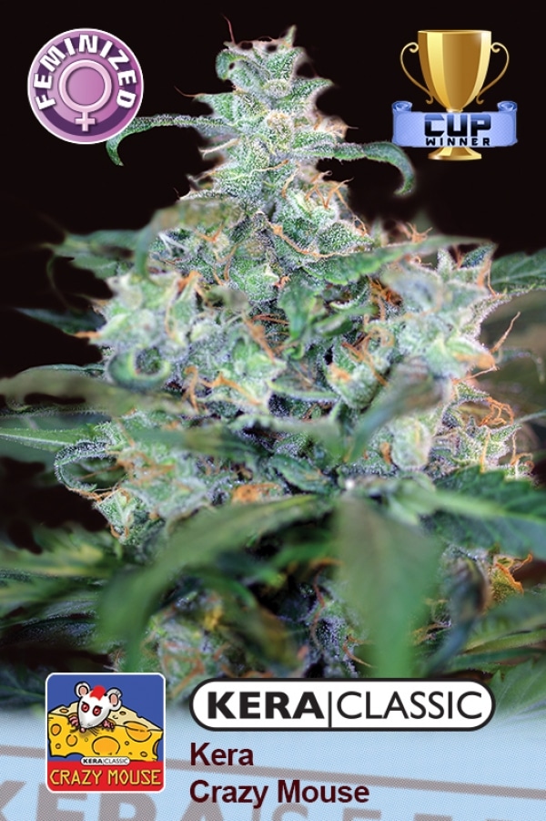 Kera Cheese Auto