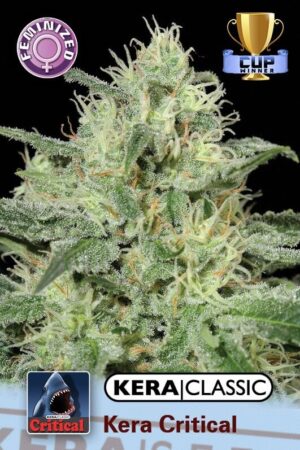 Kera Critical
