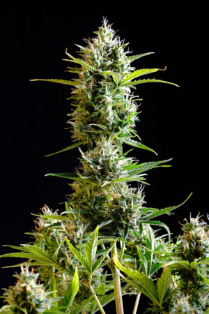 Kickass Auto