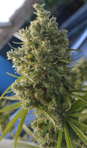 Killer A5 Haze