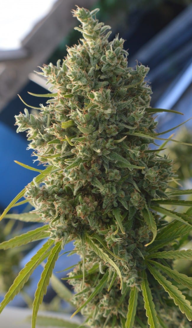 Killer A5 Haze Reg.