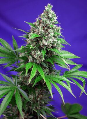 Killer Kush Fast Version