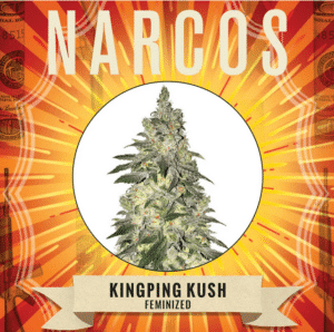Kingping Kush