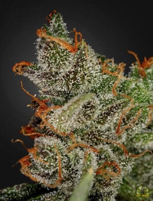 King’s Kush