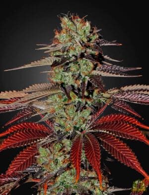 King’s Kush Auto