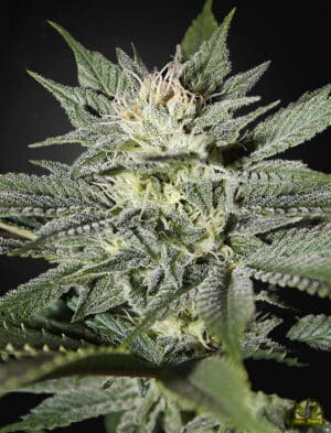 King’s Kush CBD