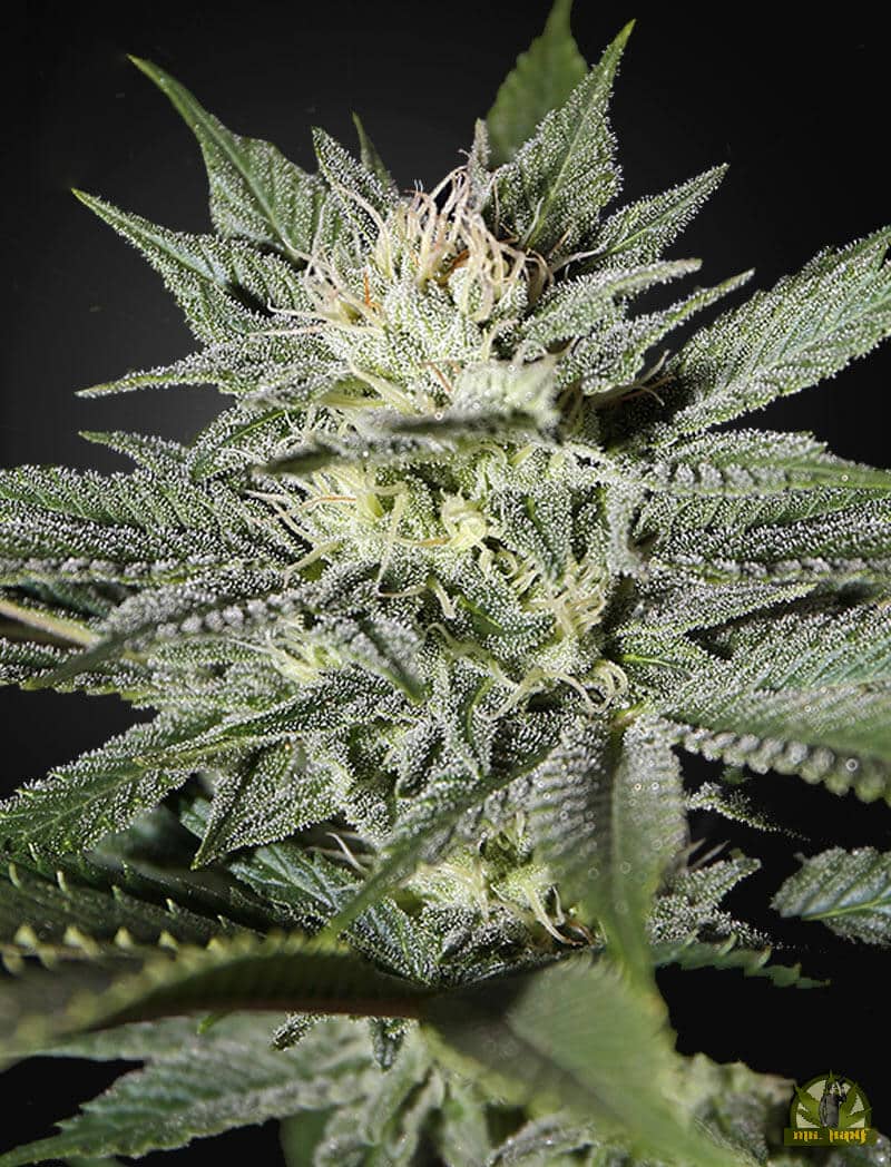 King’s Kush CBD
