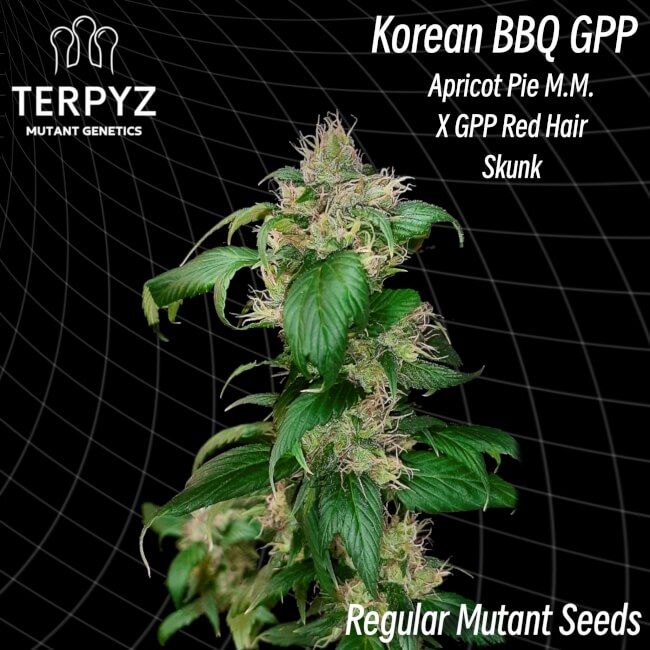 Korean BBQ GPP Reg.