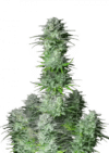 Kosher Cake Auto