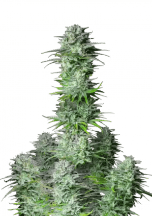Kosher Cake Auto