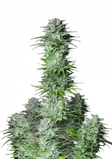 Kosher Cake Auto