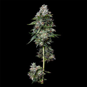 Kosher Kush (DNA Genetics)