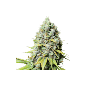Koshr Haze Reg.