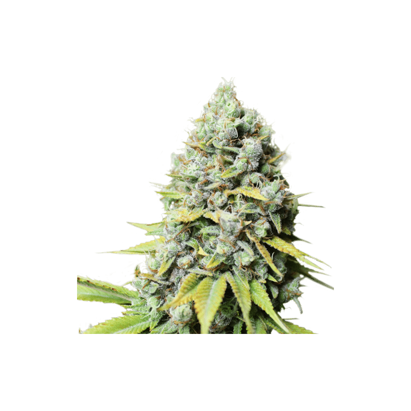 Koshr Haze Reg.
