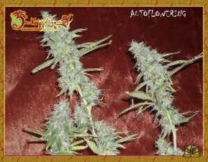 Krippleberry Auto