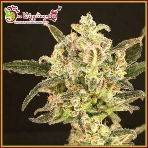 Krippling's Gelato