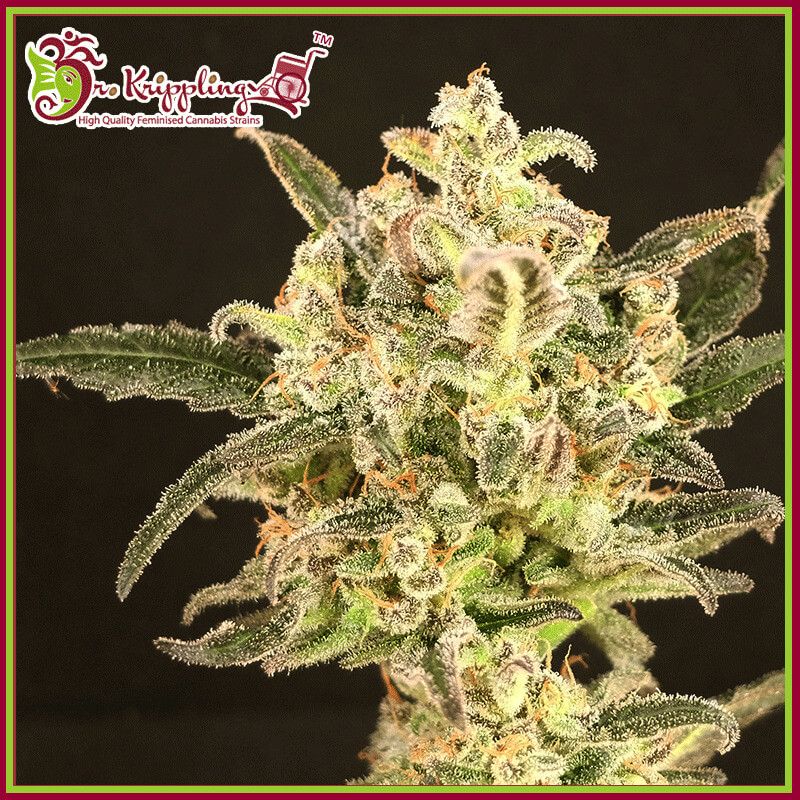 Krippling's Gelato