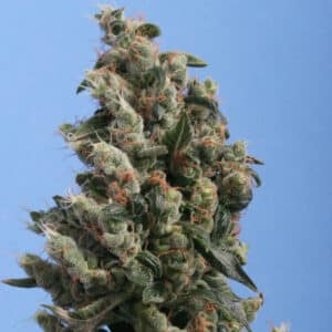 Kushage