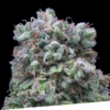 Kush Exclusive