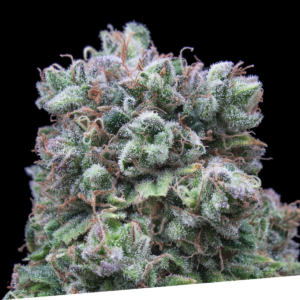 Kush Exclusive