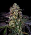 Kushmallow