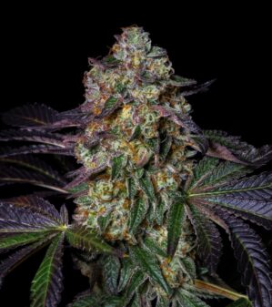 Kushmallow