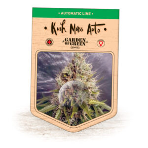 Kush Mass Auto
