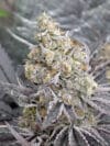 Kush Mintz x Purple Punch