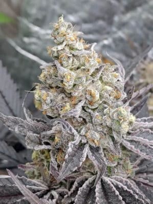 Kush Mintz x Purple Punch