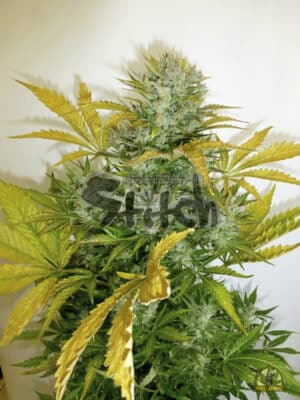 Kush Van Stitch