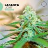 Lafanta Light CBD Auto