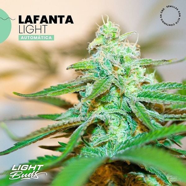 Lafanta Light CBD Auto