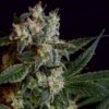 Laotian OG Reg.