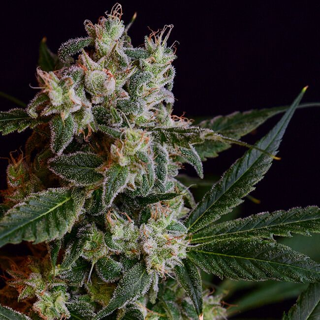 Laotian OG Reg.