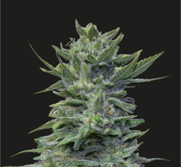Lavanda Cream