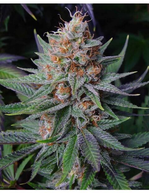 Lavender (Soma Sacred Seeds NL)