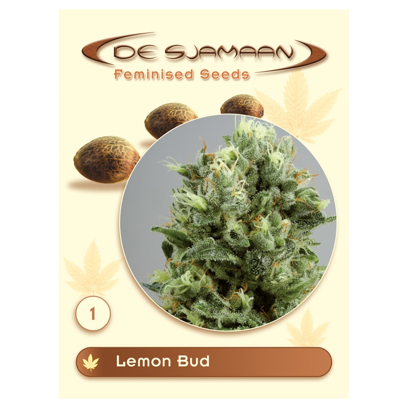Lemon Bud (De Sjamaan Seeds)