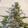 Lemon Cake Auto